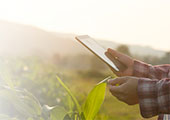 Foto de um homem consultando seu tablet, enquanto est� em uma planta��o.